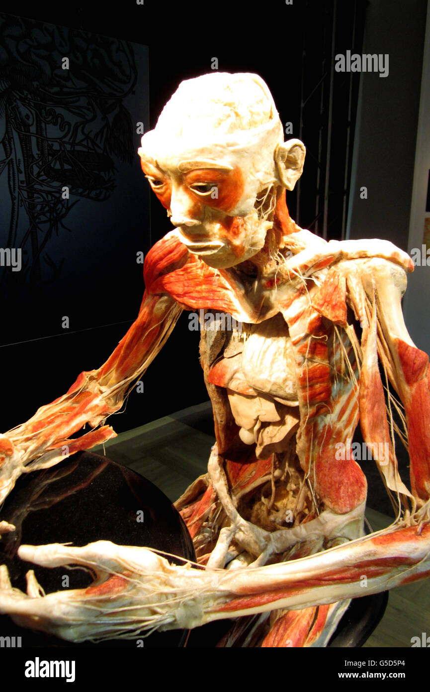 A model showing inner workings of the human body, part of Bodies Revealed, an exhibition, staged by Atlanta-based Premier Exhibitions, which has been set up in a former music store in Liverpool city centre and opens its doors to the public tomorrow. Stock Photo