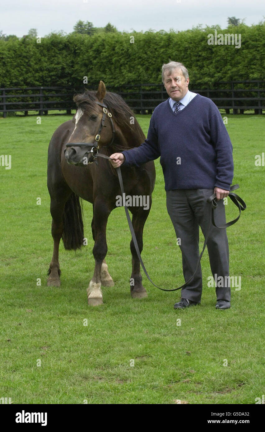 Romulus, the provider of sperm for two foals conceived via a process known as ICSI (intracytoplasmic sperm injection) with Proffessor Twink Allen at Newmarket, Suffolk. * The foals, which were selectively bred in a test tube have been bred to make better horses for eventing, show-jumping and dressage. Professor Twink Allen, the scientist who led the project at the Equine Fertility Unit, Newmarket, said the next step would be to modify genes in the laboratory to improve performance further. The technique at the moment involves taking eggs from a horse's ovaries and growing them for eight days Stock Photo
