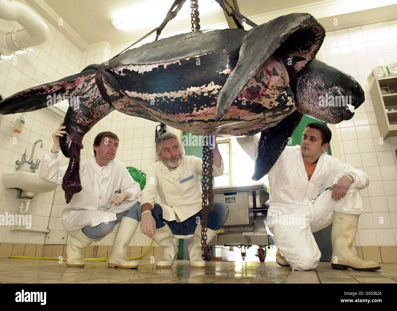 Turtle London Zoo Stock Photo Alamy