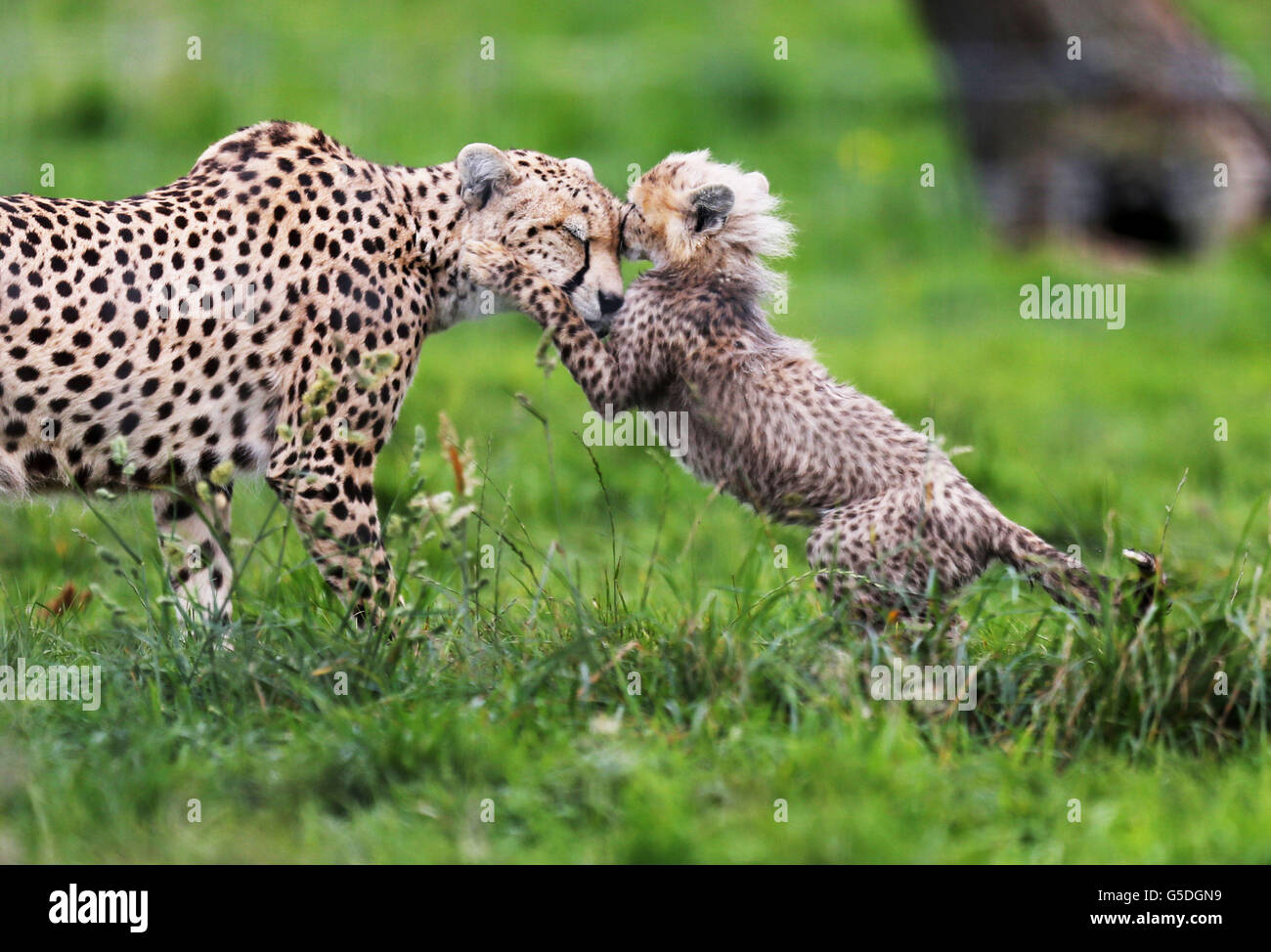 One of seven cheetah cubs born in March 2012 at Whipsnade Zoo, Dunstable, Bedfordshire, plays with its mother Dubai, the cubs, were the first litter of Northern cheetah cubs born in the UK. Stock Photo
