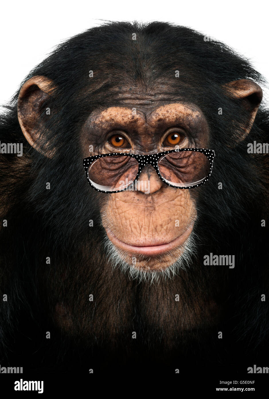 Close-up of a Chimpanzee looking at the camera, Pan troglodytes, isolated  on white Stock Photo - Alamy