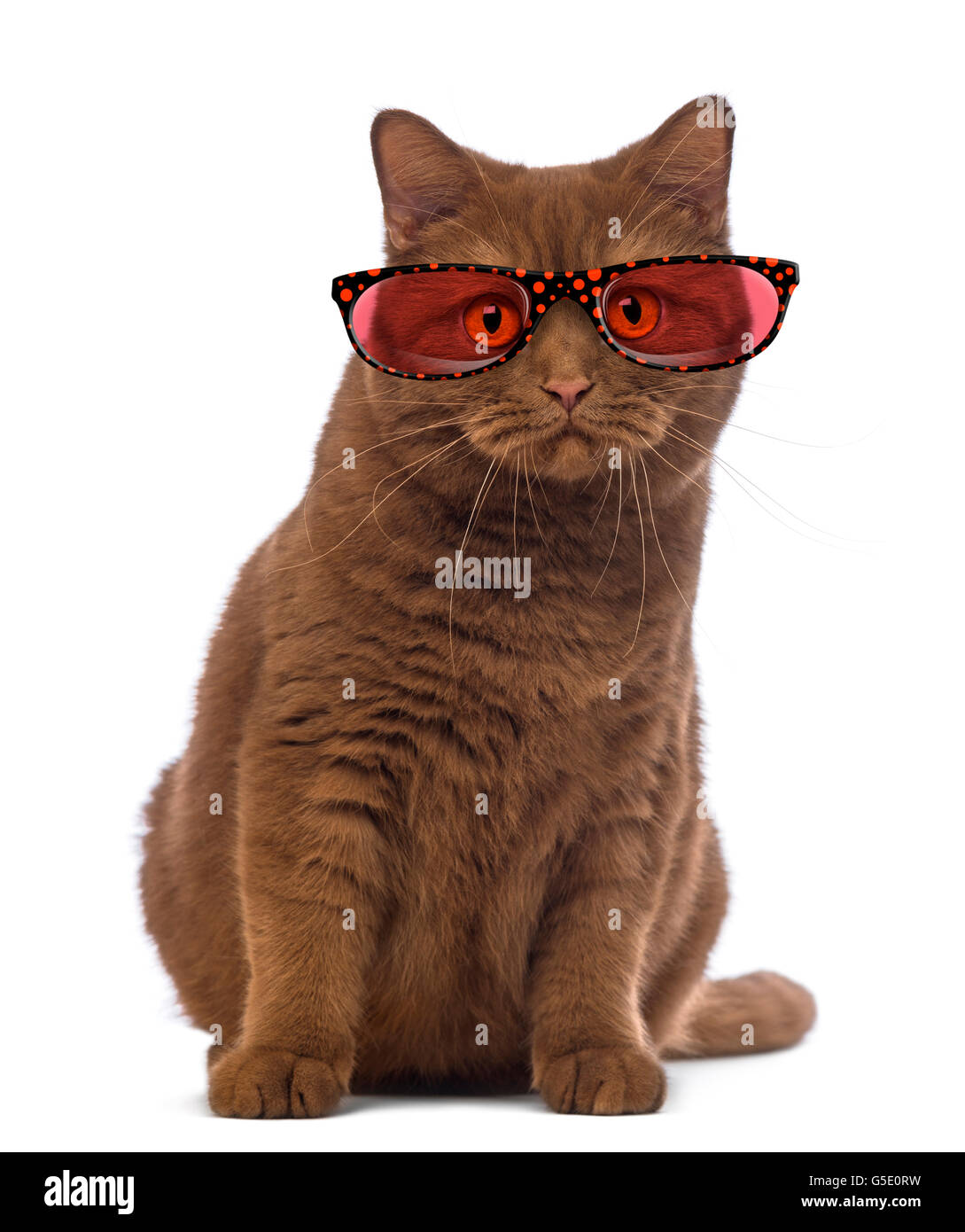 British Shorthair wearing glasses, 20 months old, sitting and looking ...