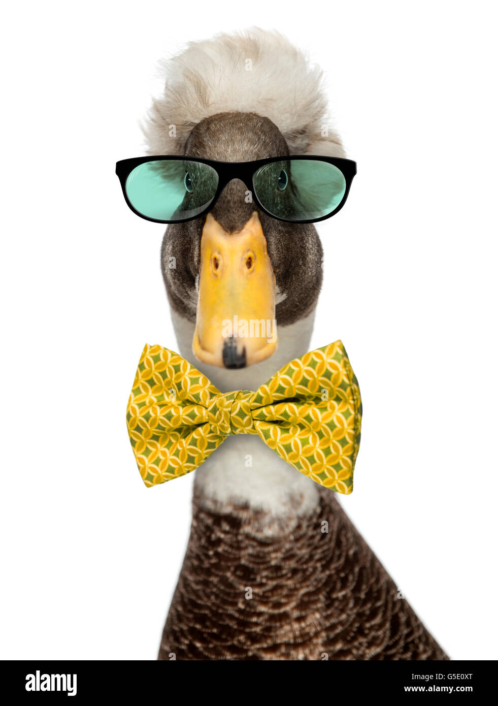 Close-up of a Male Crested Ducks wearing glasses and a bow tie isolated on white Stock Photo