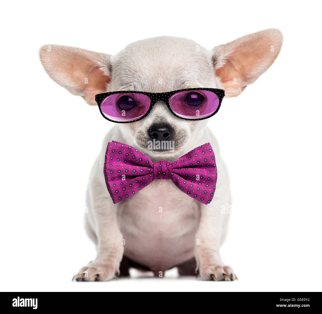 Chihuahua puppy wearing glasses and a bow tie isolated on white Stock ...