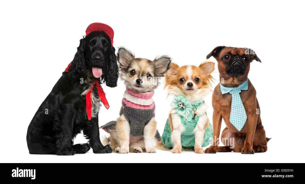 Group of dogs in front of a white background Stock Photo - Alamy