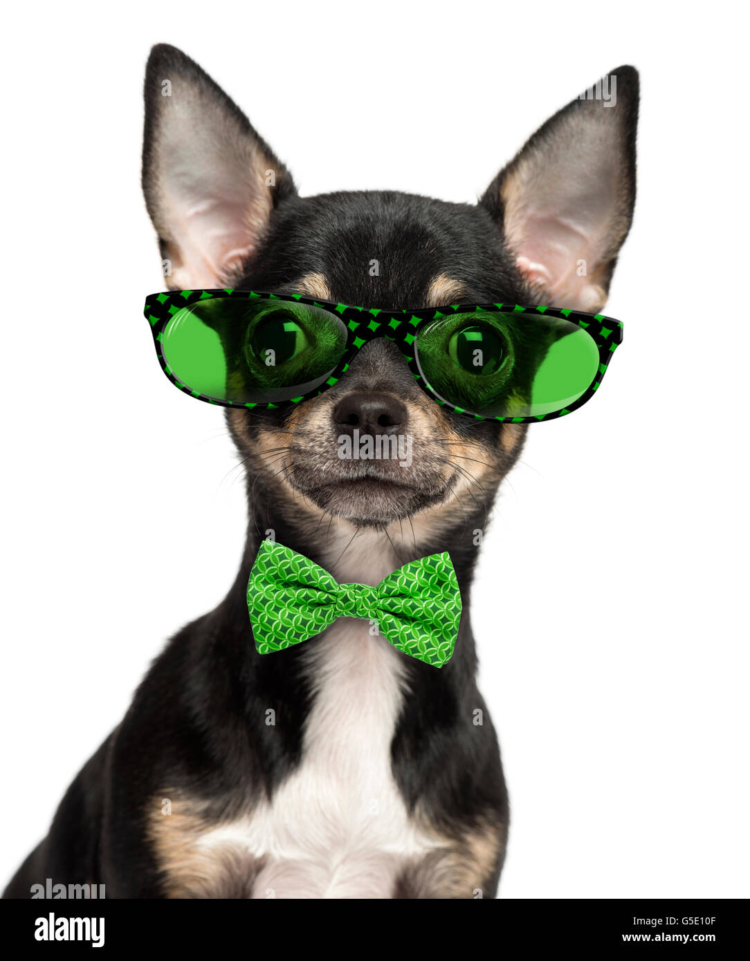 Close-up of a Chihuahua puppy wearing glasses and a bow tie isolated on white Stock Photo