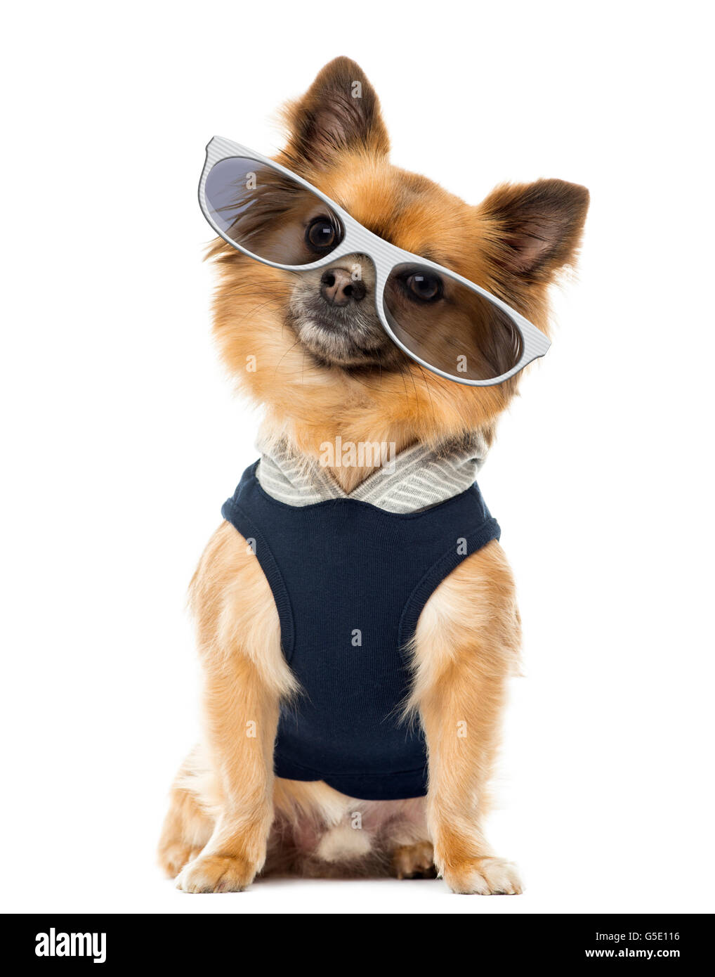 Dressed up Chihuahua sitting and wearing glasses, isolated on white Stock Photo
