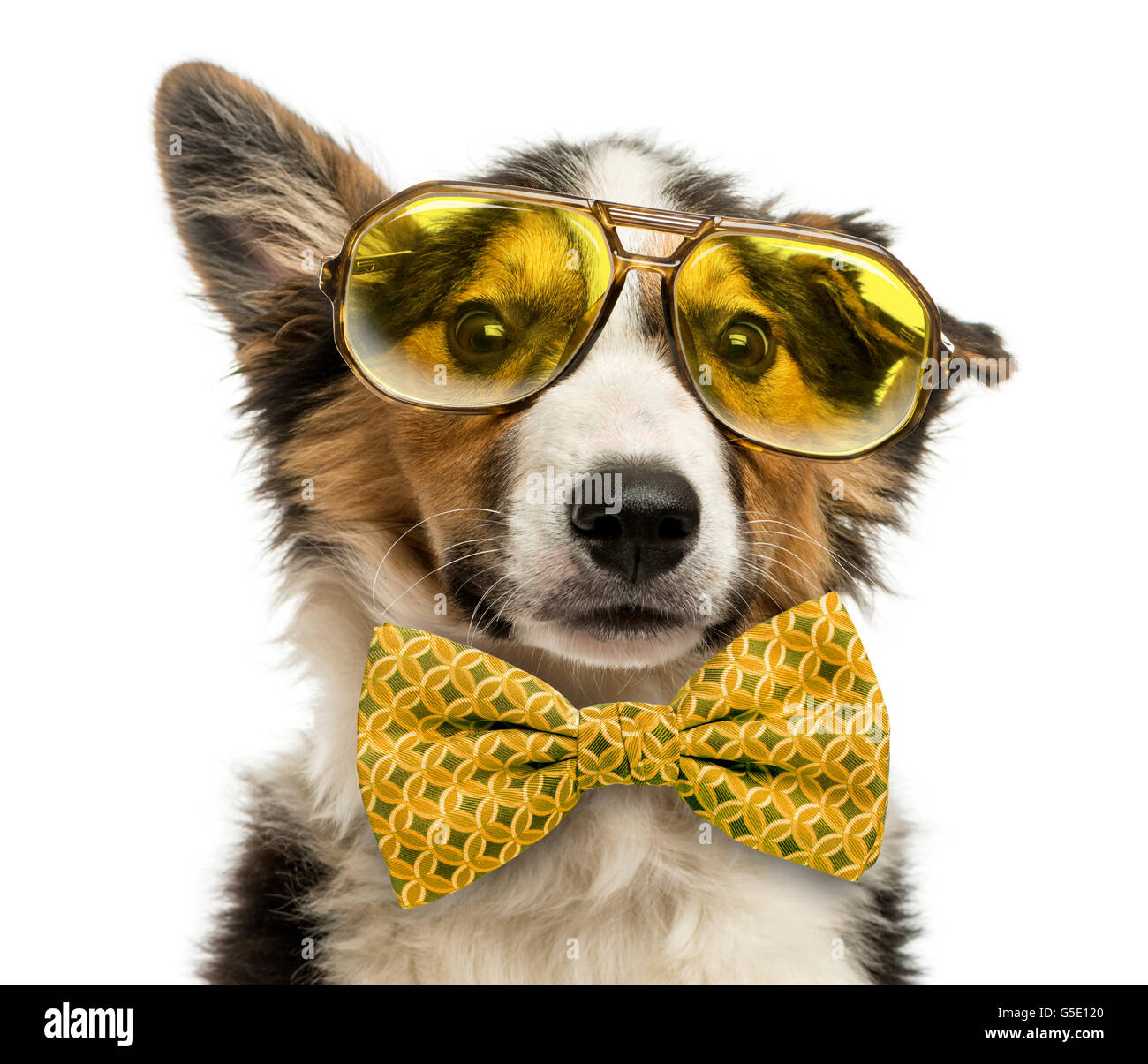 Close-up of a Border collie with old fashioned glasses and a bow tie, isolated on white Stock Photo