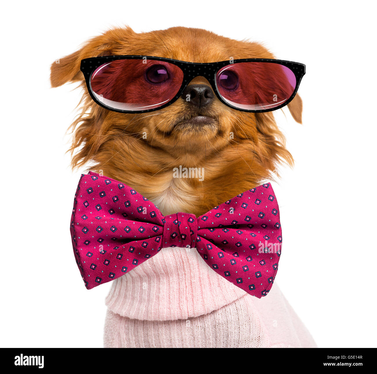 Close-up of a Dressed-up Mixed-breed Chihuahua wearing glasses and a bow tie, isolated on white Stock Photo
