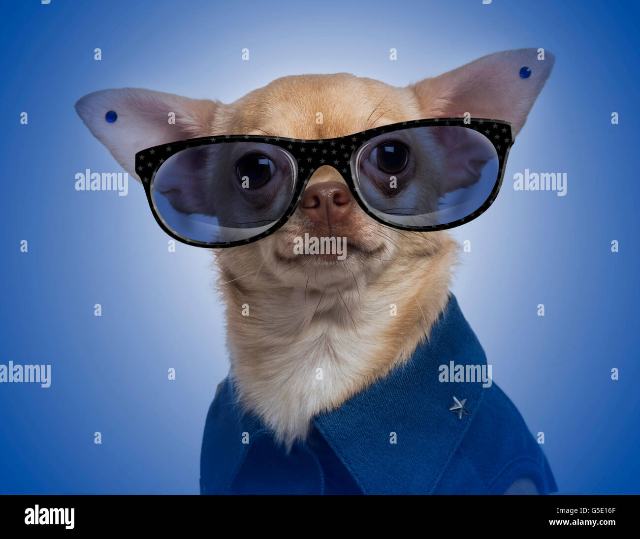 Dressed-up Chihuahua with earrings and wearing glasses on a blue gradient background Stock Photo