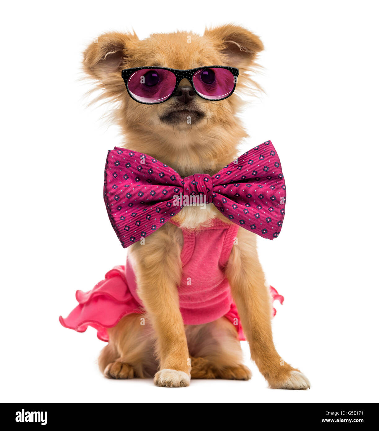 Chihuahua puppy wearing a pink shirt, glasses and a bow tie Stock Photo