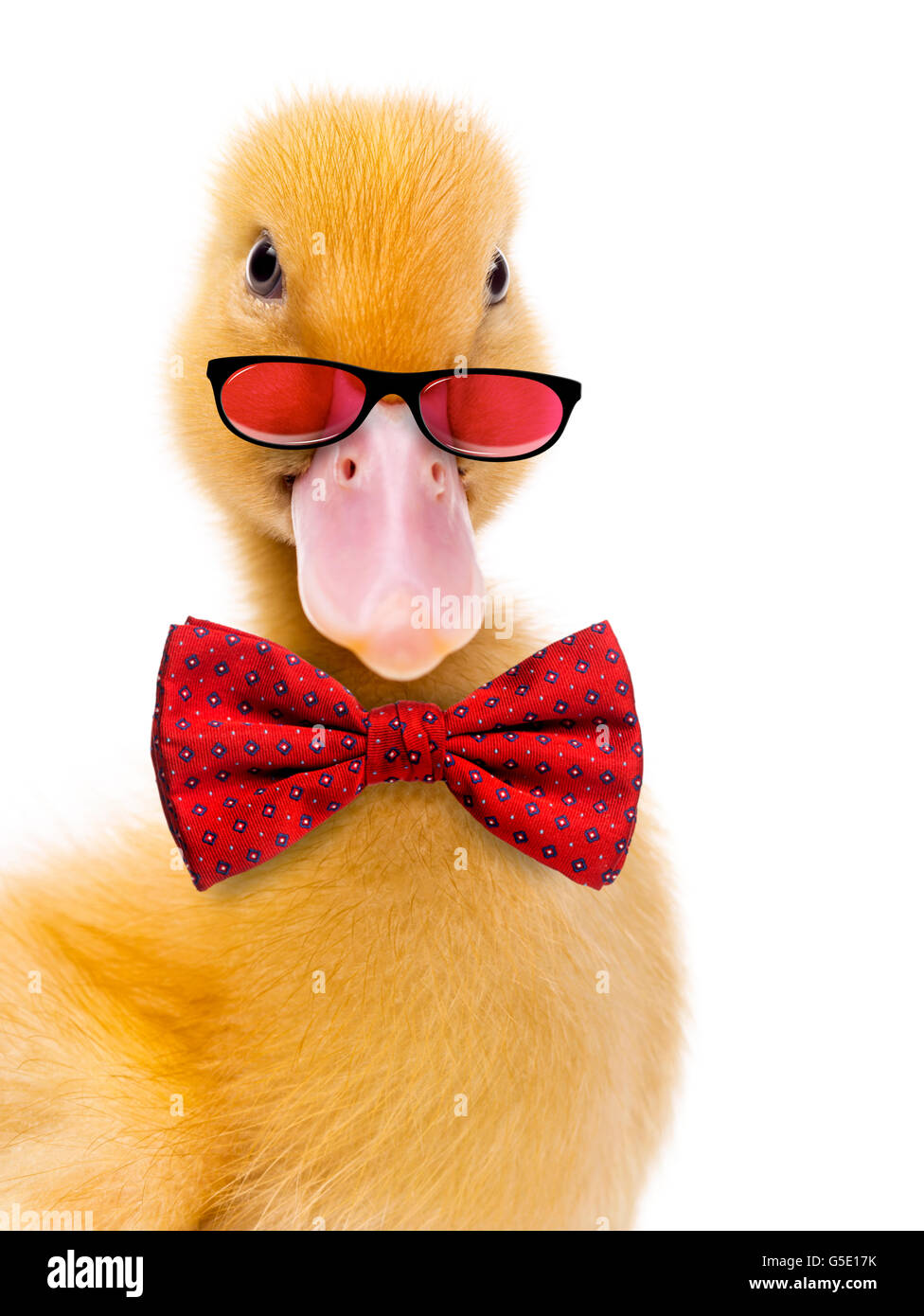 duck with bow tie