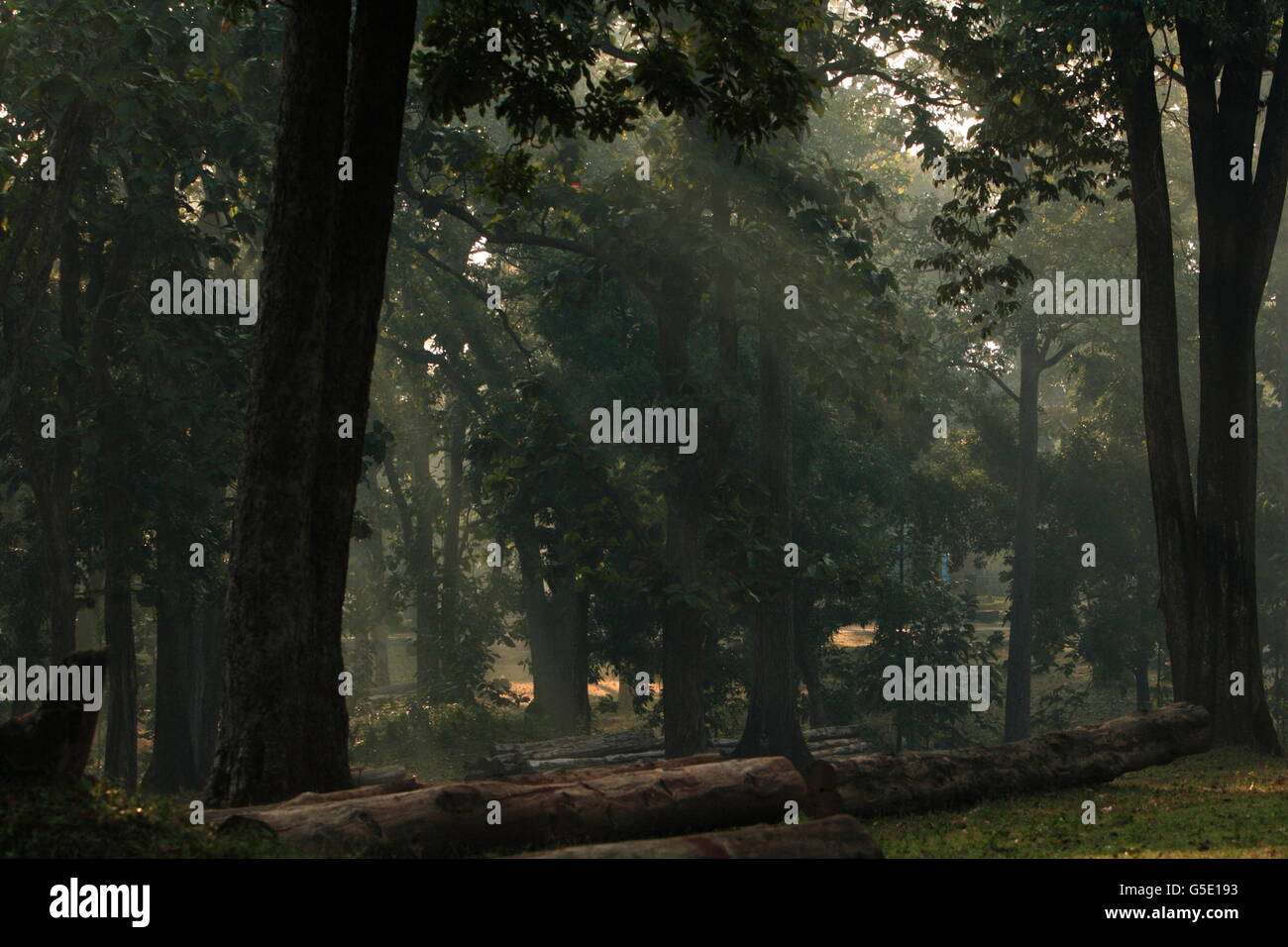 Early morning at the Timber Mart at Dandeli a great birding place for hornbills Stock Photo