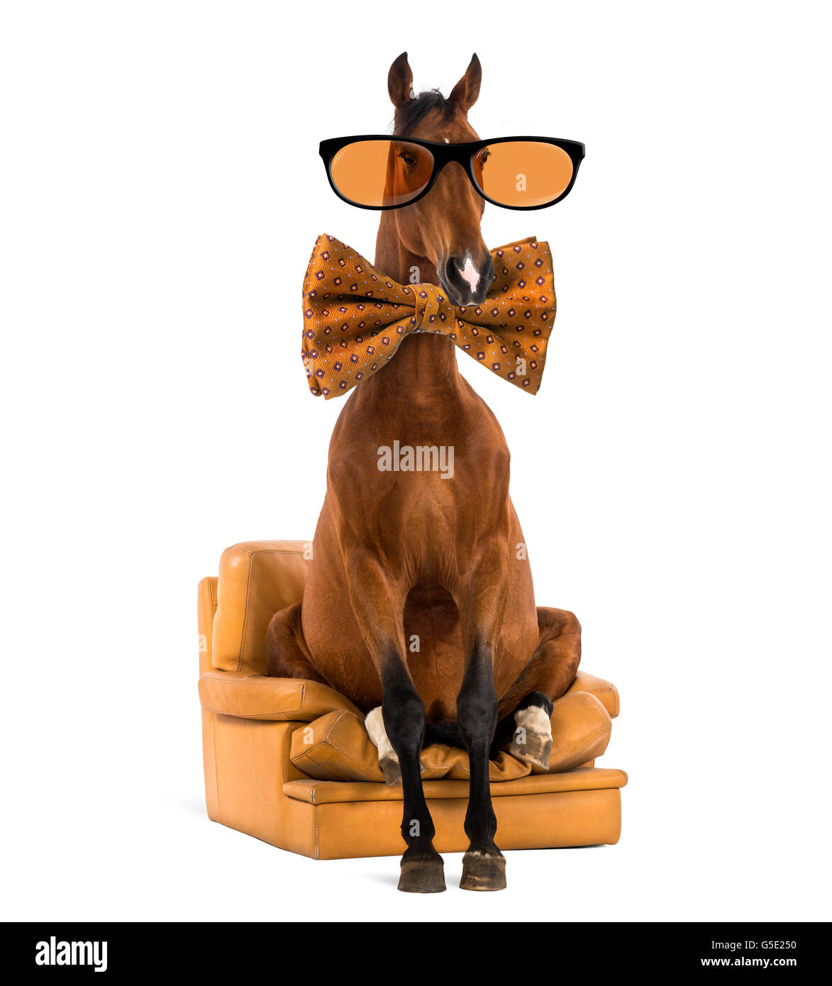Andalusian horse sitting on an armchair, wearing glasses and a bow tie