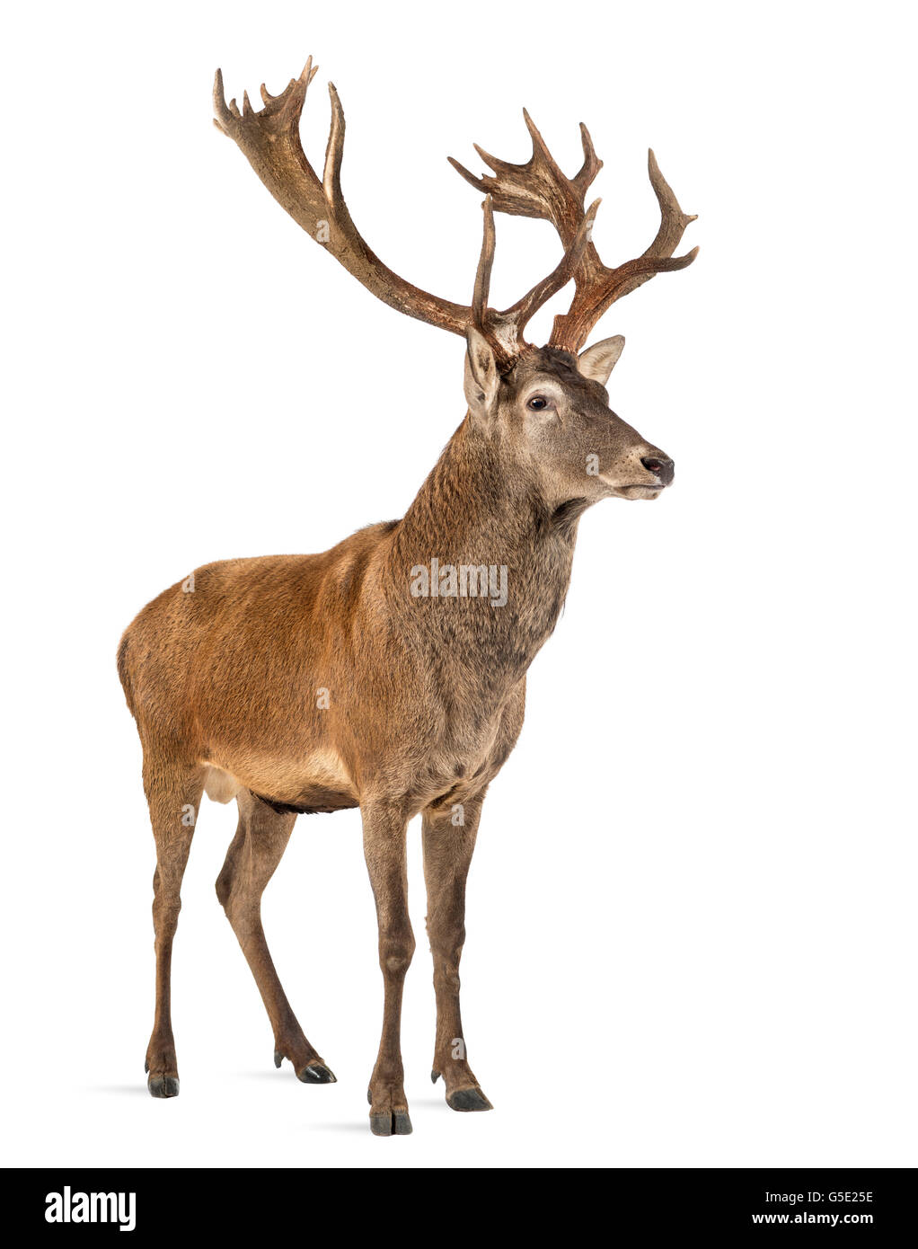 Red deer stag in front of a white background Stock Photo
