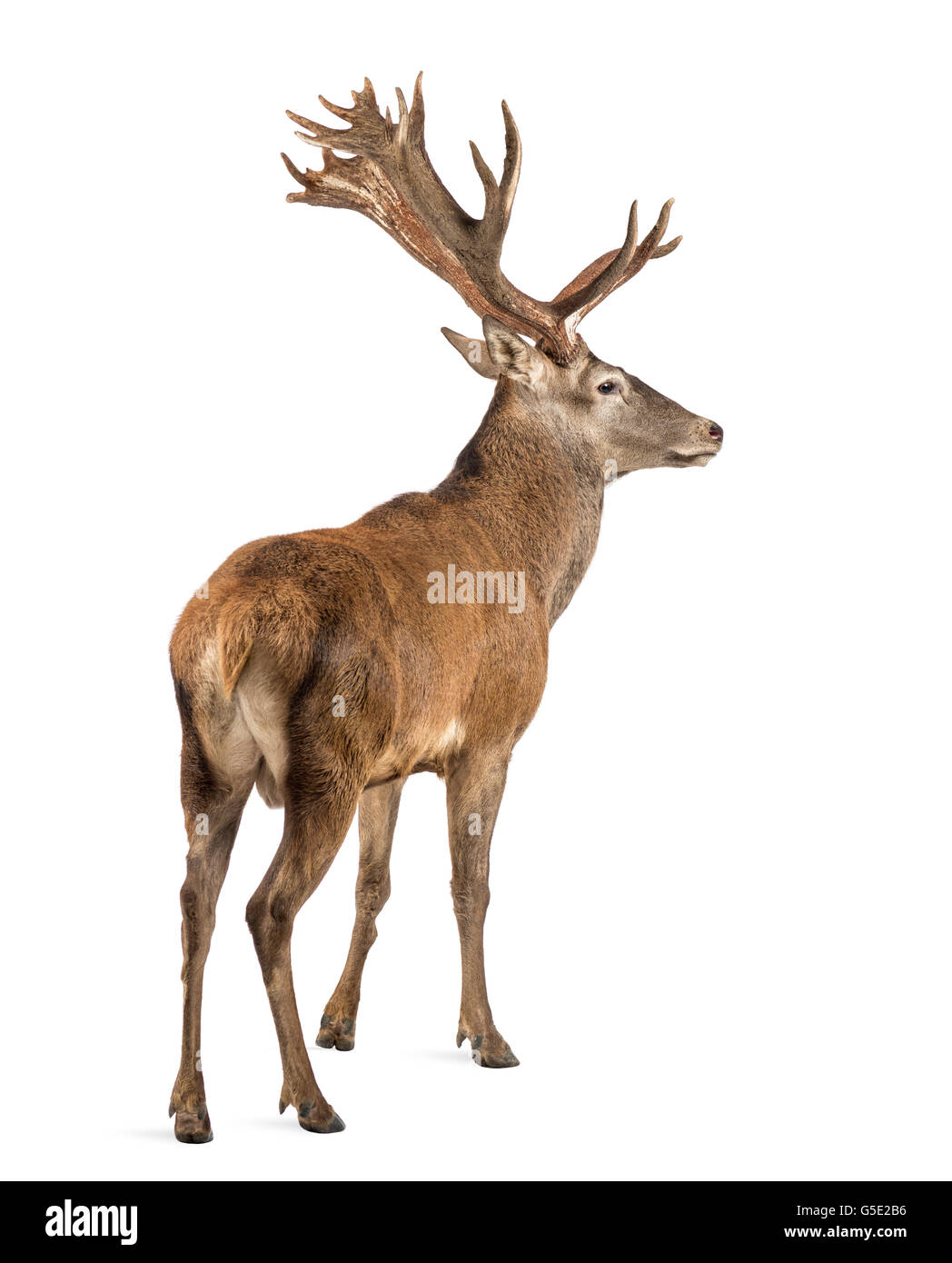 Red deer stag in front of a white background Stock Photo