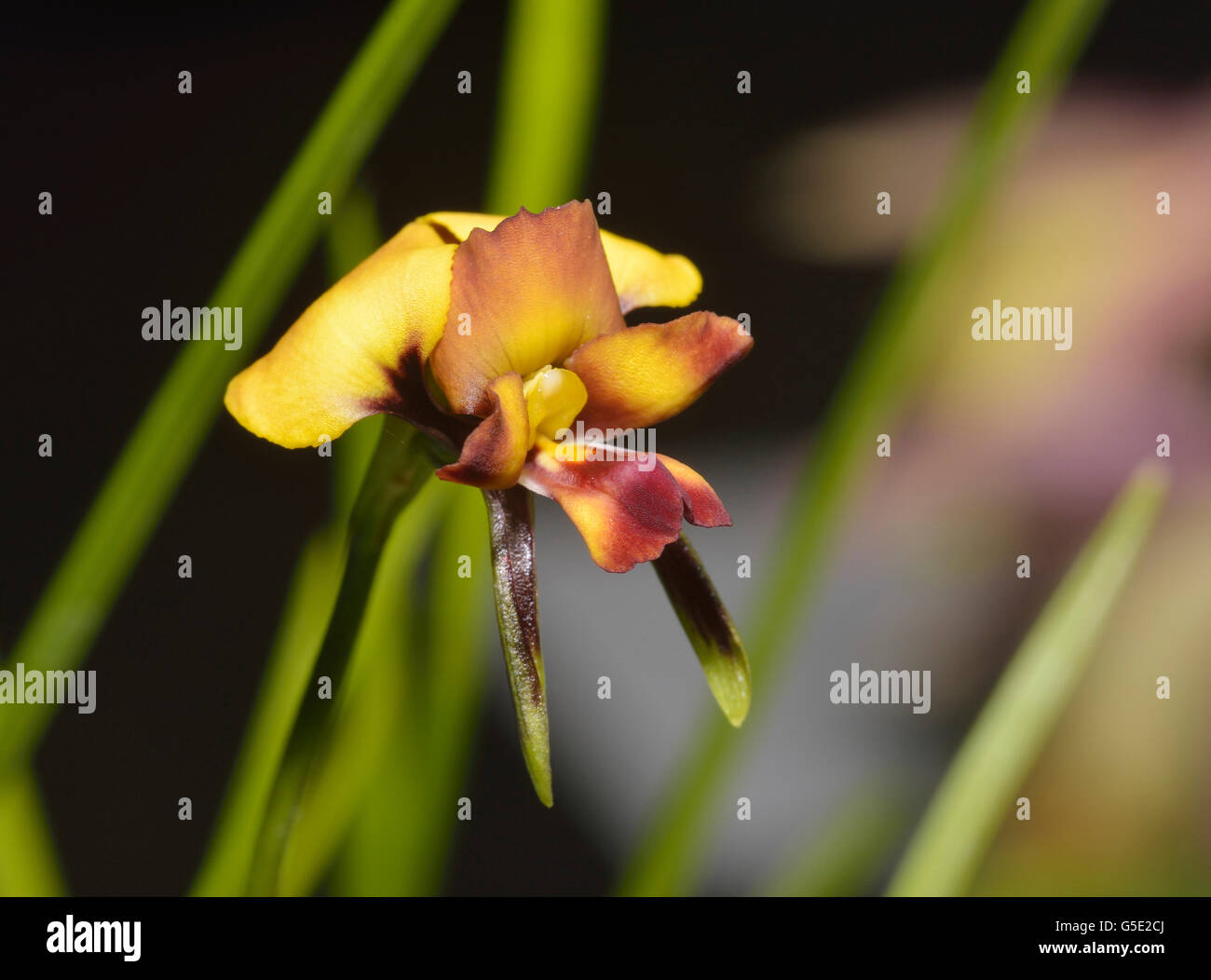Eastern Diuris Orchid - Diuris orientis From Australia Stock Photo