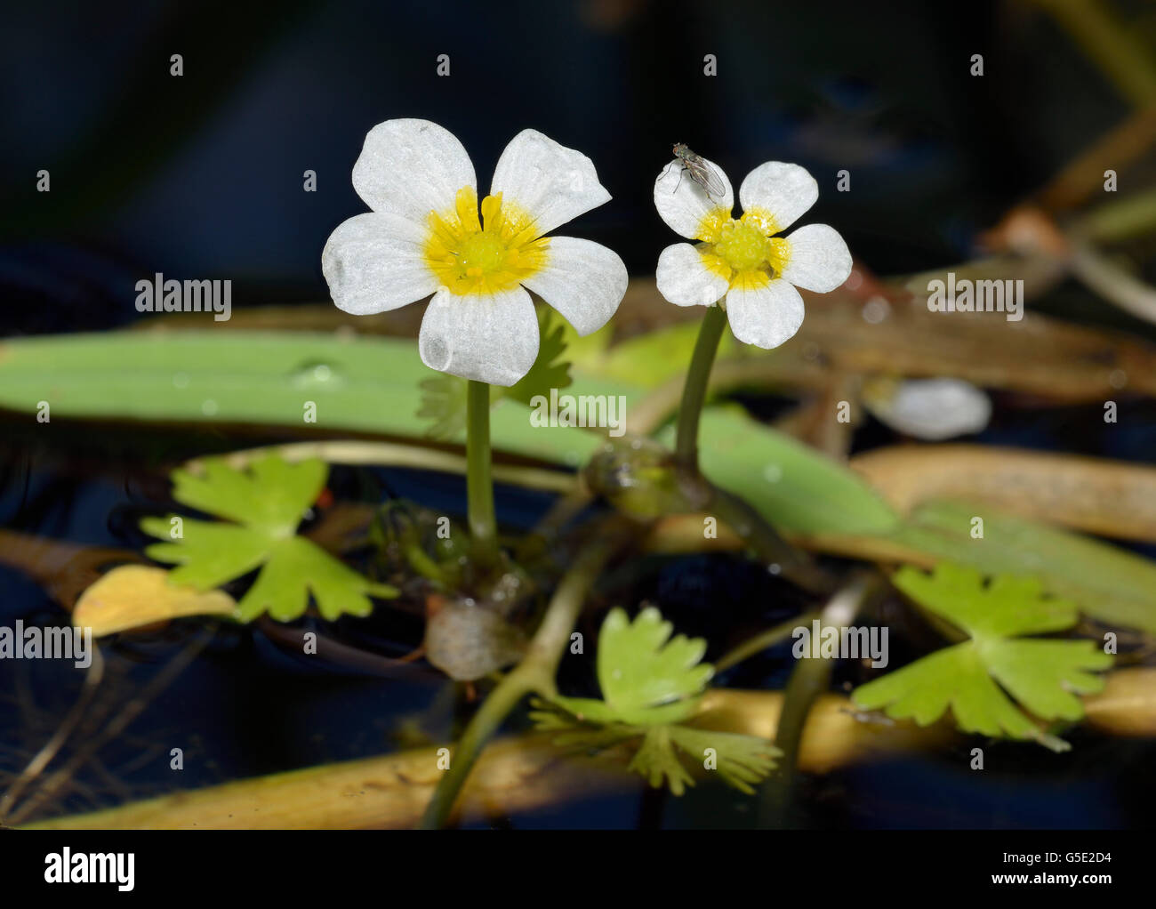 Common Water Crowfoot - Ranunculus aquatilis Stock Photo