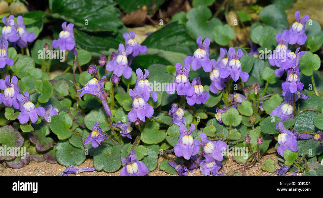 Ivy-Leaved Toadflax - Cymbalaria muralis Mass of Flowers Stock Photo