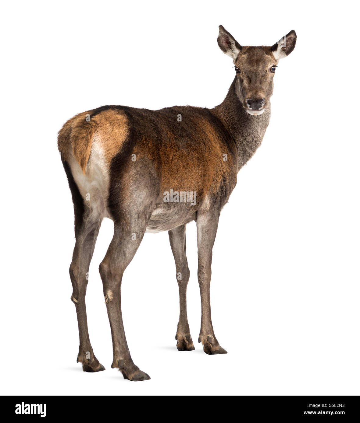 Female red deer in front of a white background Stock Photo