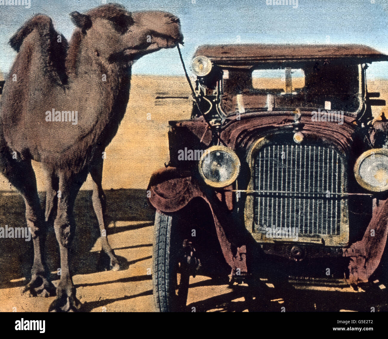 Altes und neues Transportmittel. Archaic and modern means of transportation. travel, history, historical, 1910s, 20th century, archive, Carl Simon, hand coloured glass slide, opposite, car, oldtimer, animal, camel, front, standing, humour, funny Stock Photo