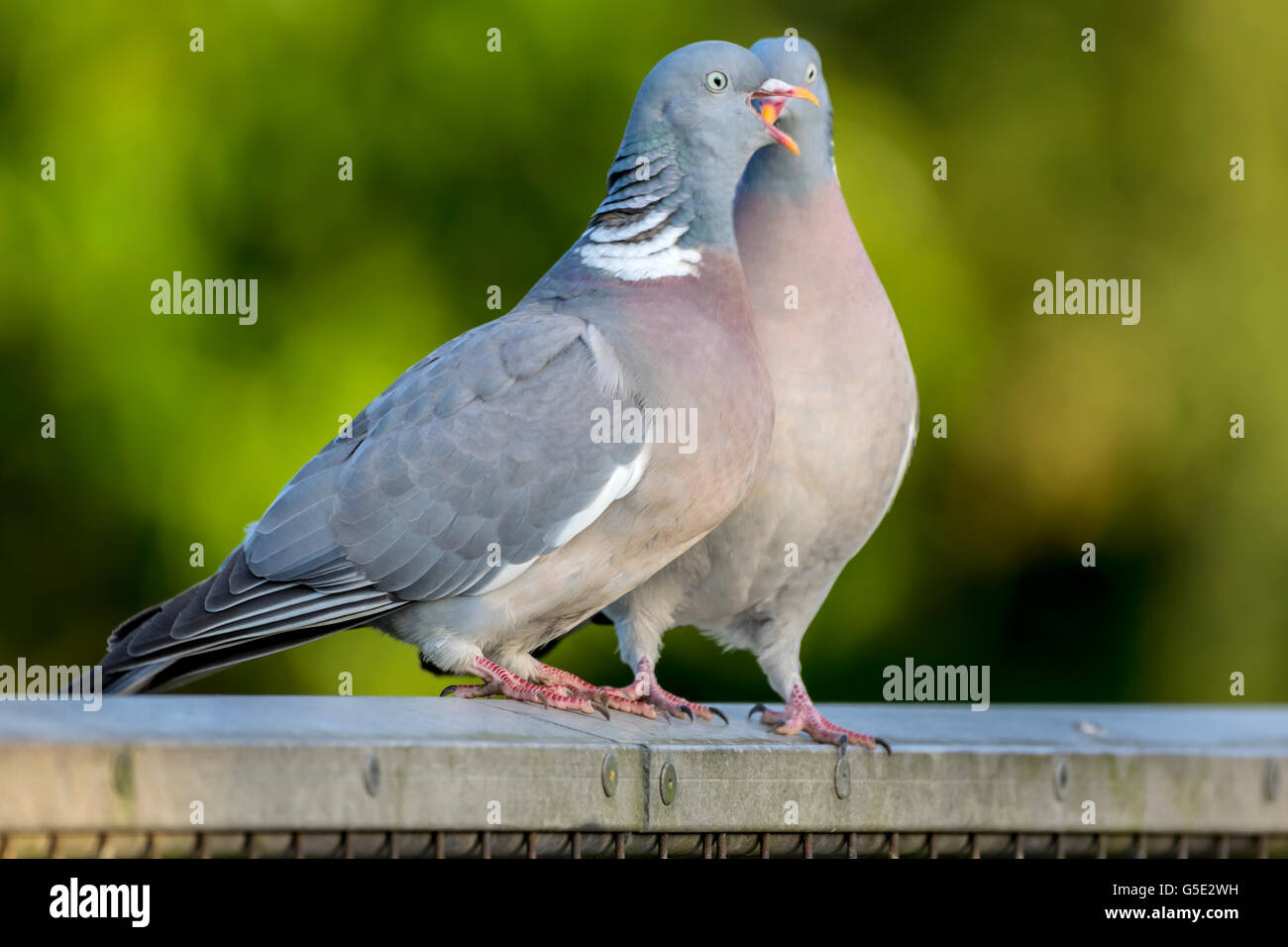 Two wood pigeons courting on a metal fence in the forest Stock Photo