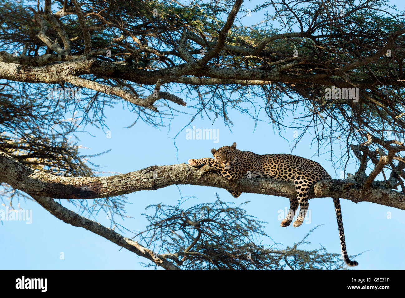 Leopard resting on a hi-res stock photography and images - Alamy
