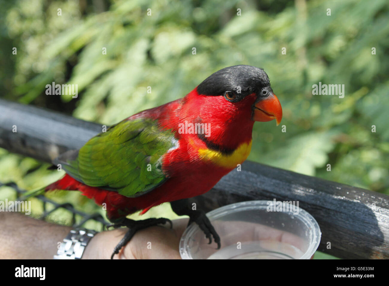 Red Lorikeet, Jurong Bird Park, Singapore Stock Photo