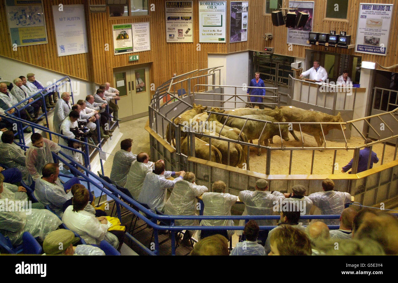 Pigs Sale/ Orkney Auction Mart Stock Photo Alamy