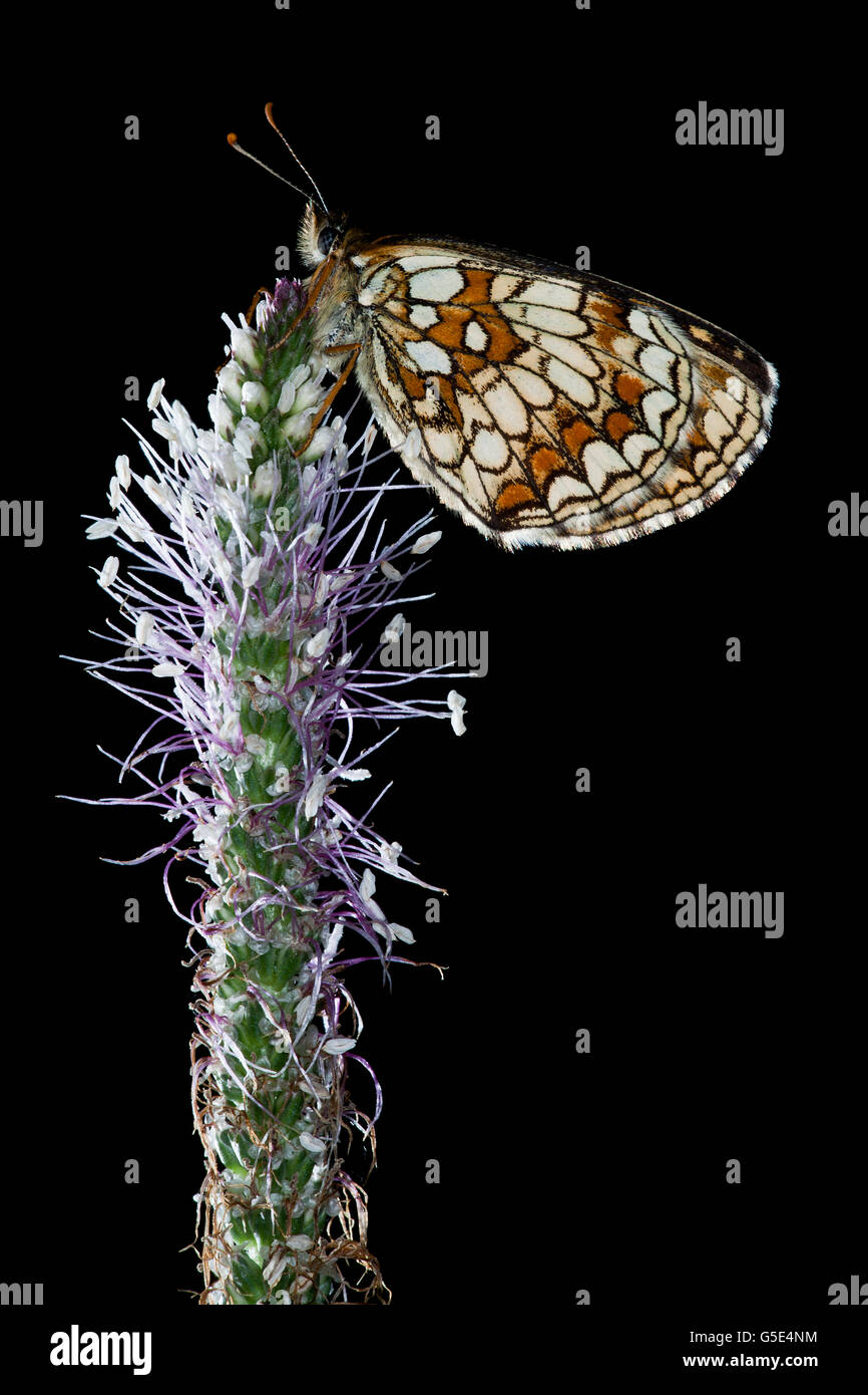 Heath fritillary (Mellicta athalia) on a Hoary Plaintain (Plantago media) Stock Photo