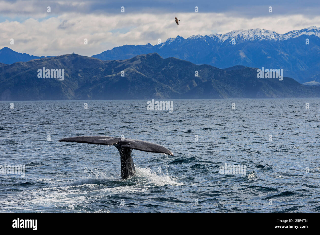 Fluke of Sperm whale diving, Kaikoura, South Island, New Zealand Stock Photo