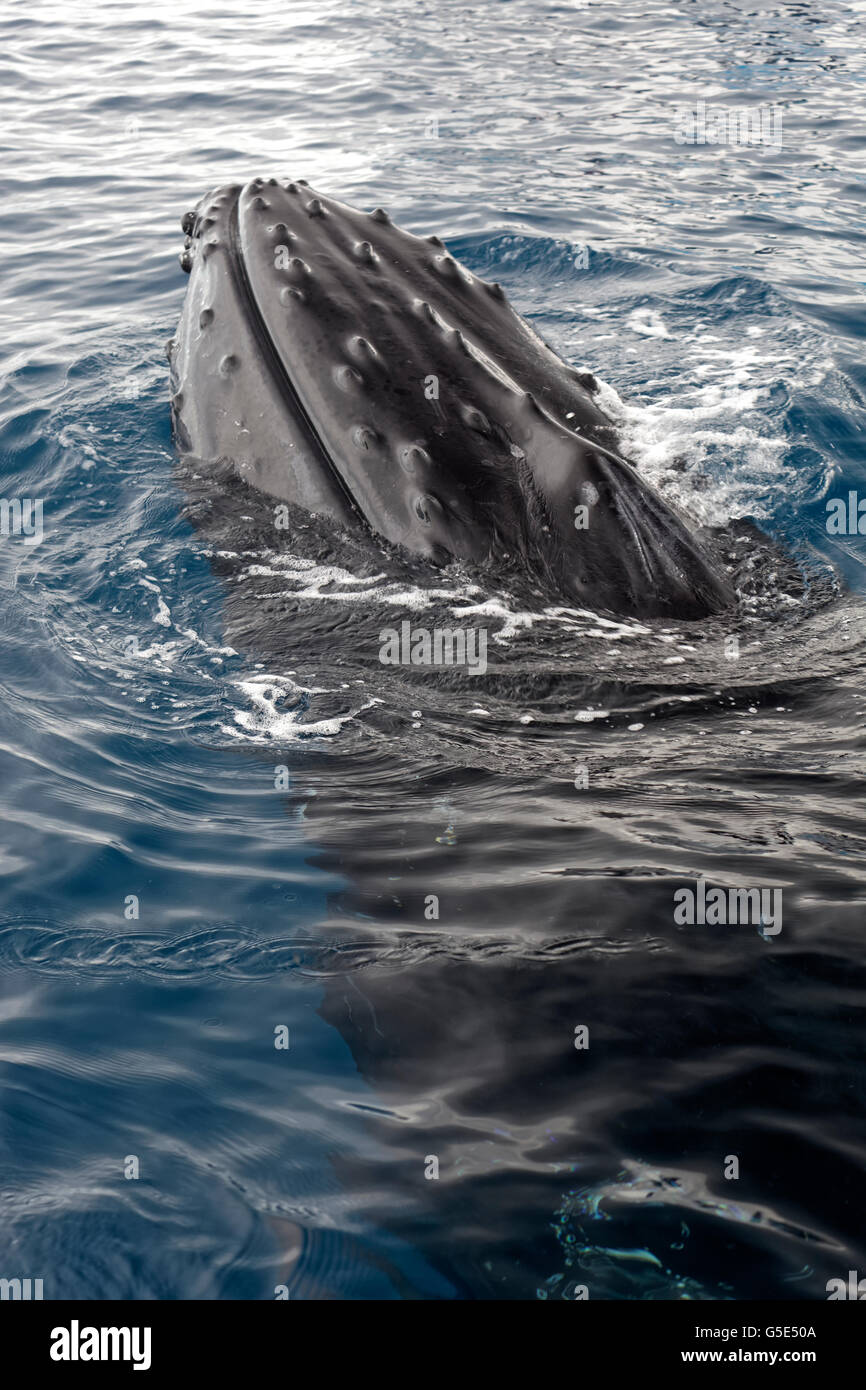 Humpback Whale Mouth High Resolution Stock Photography and Images - Alamy