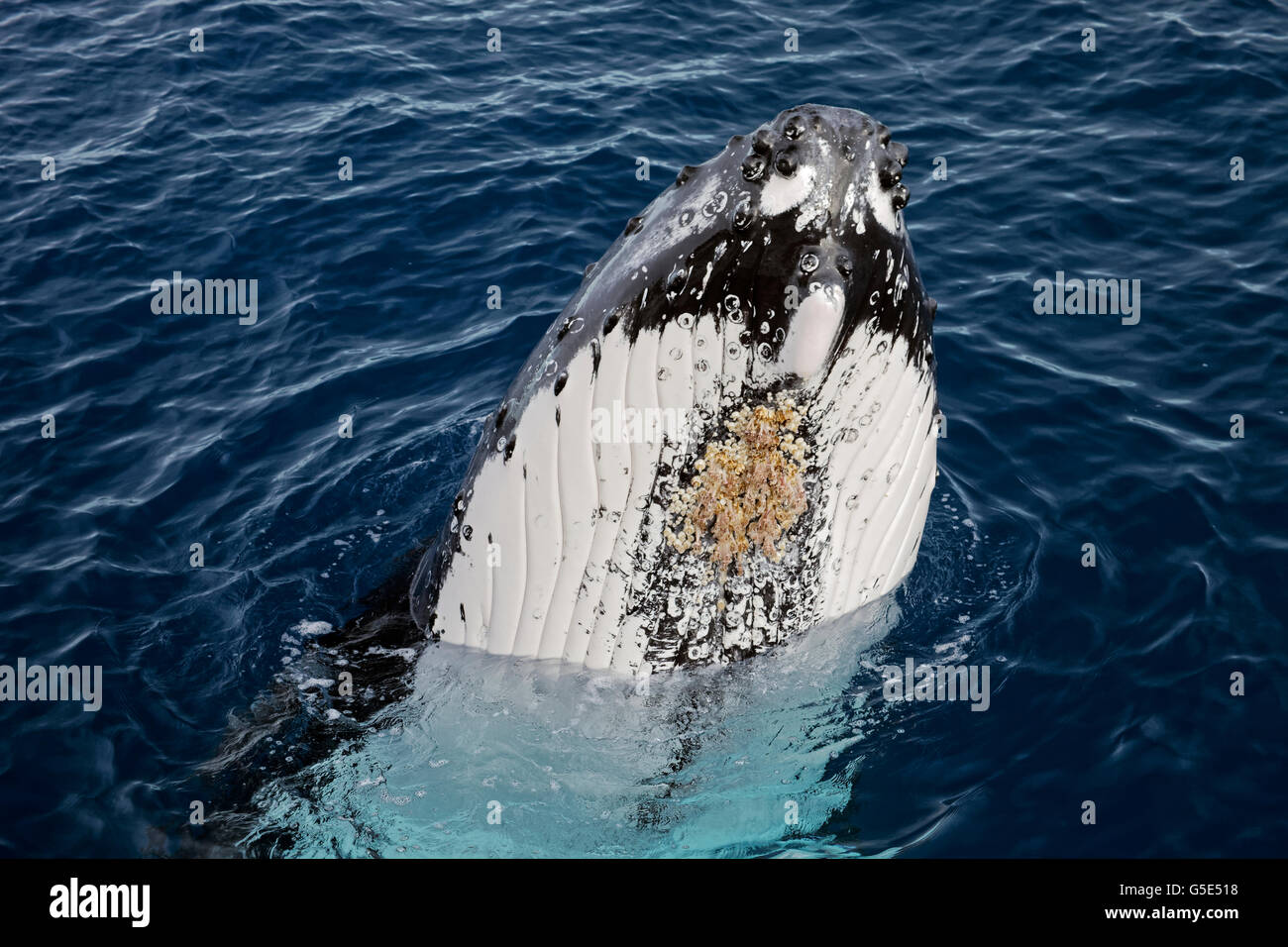 Humpback whale (Megaptera novaeangliae), species-specific Spy-hopping, Queensland, Pacific, Australia Stock Photo