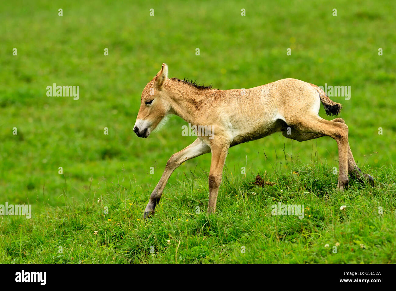 Young Przewalski's horse (Equus ferus przewalskii), foal jumping over