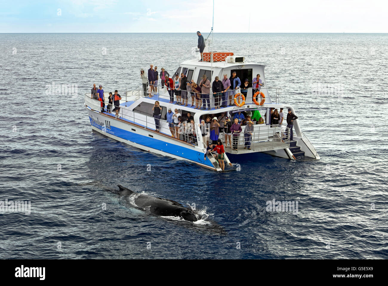 Group of tourists on a whale-watching boat, watching humpback whale (Megaptera novaeangliae), Mooloolaba Queensland, Pacific Stock Photo