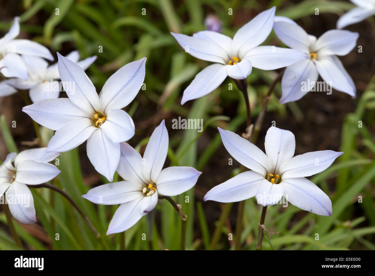 Spring Star or Spring Starflower (Ipheion uniflorum), Botanical Garden, Bochum, North Rhine-Westphalia Stock Photo