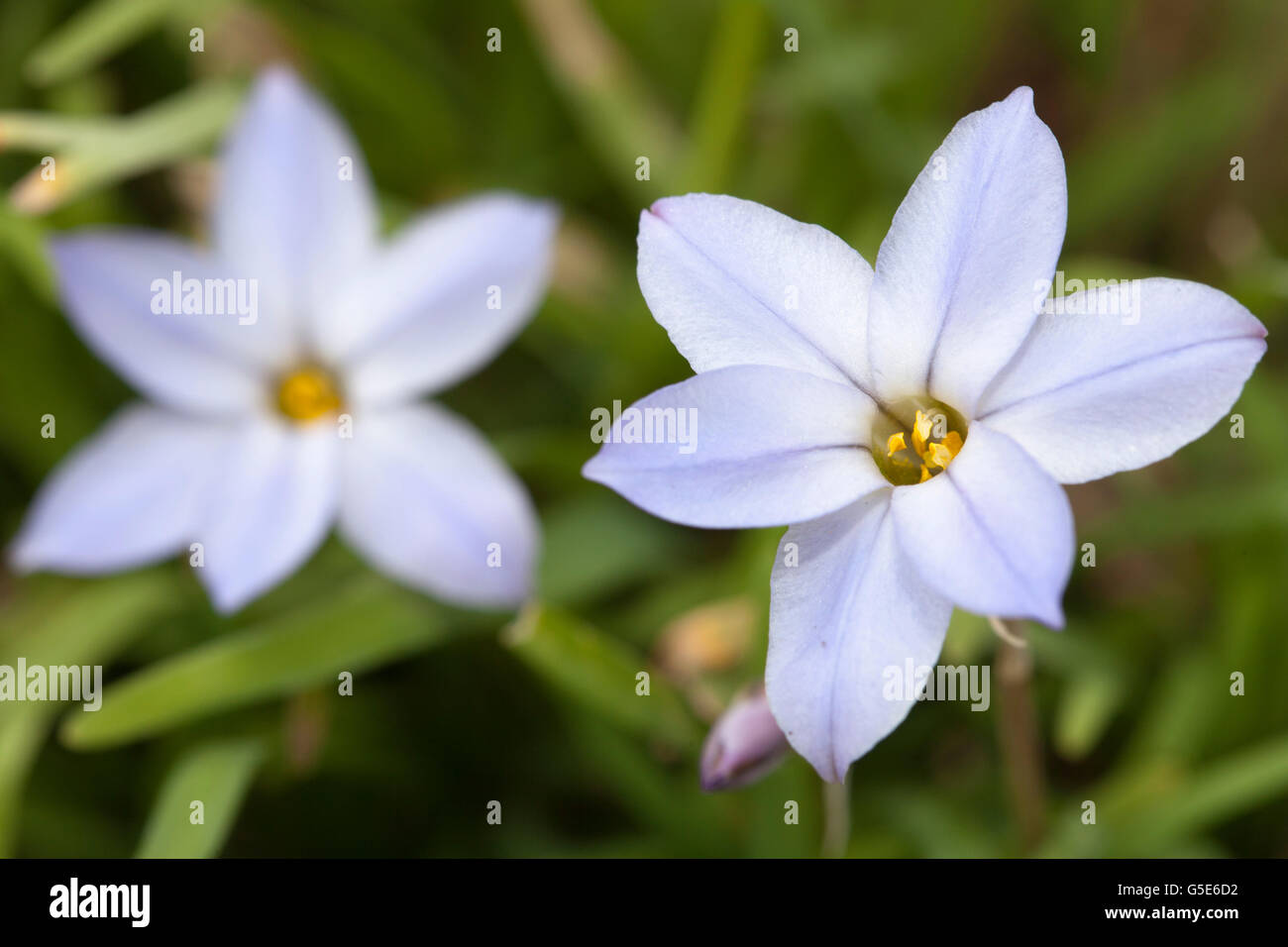 Spring Star or Spring Starflower (Ipheion uniflorum), Botanical Garden, Bochum, North Rhine-Westphalia Stock Photo