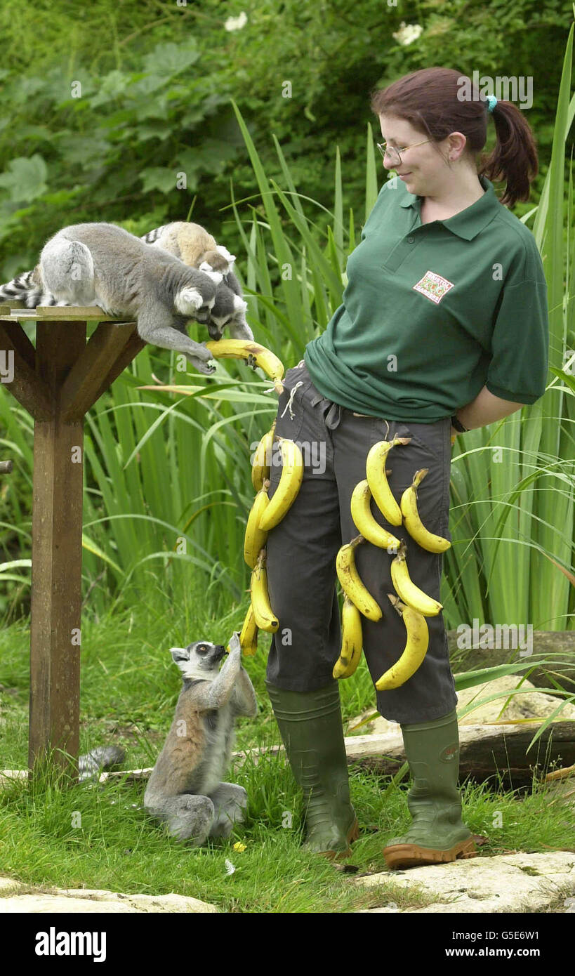 A Bristol Zoo Gardens Primate Keeper Sarah Monday, 21 has gone bananas