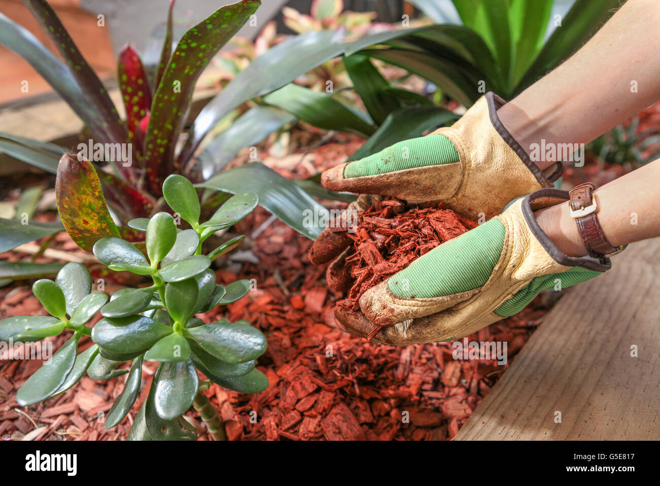 Using red cedar wood chip to mulch a garden bed Stock Photo