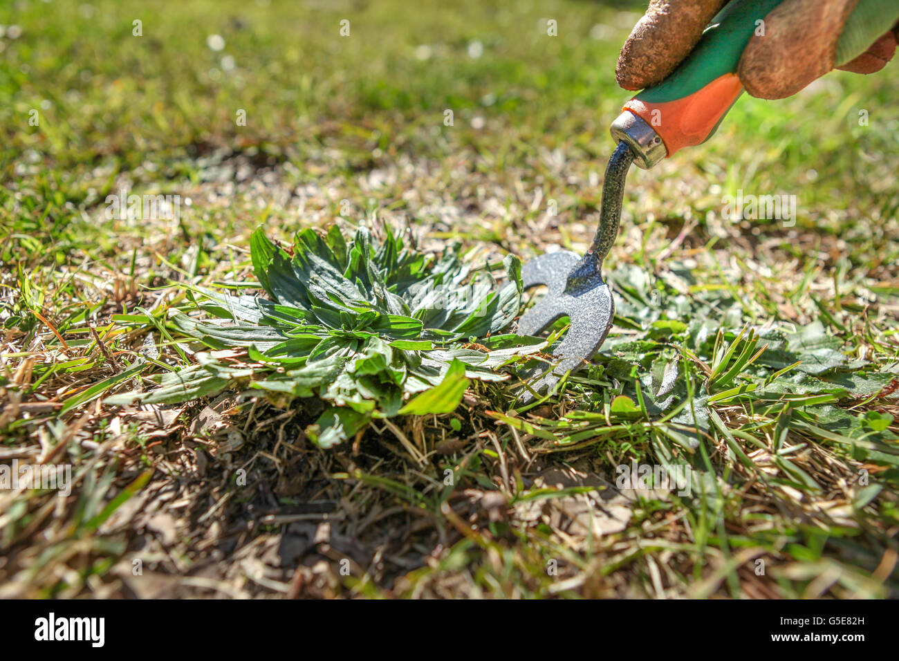 Weeding the grass to make a beautiful lawn Stock Photo