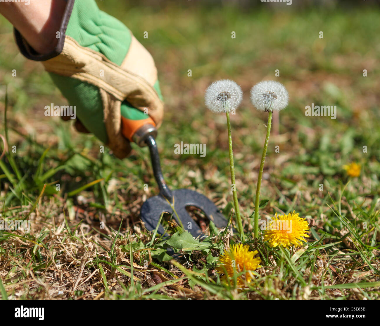 Weeding the lawn and grass. Garden Jobs for a prefect lawn. Stock Photo