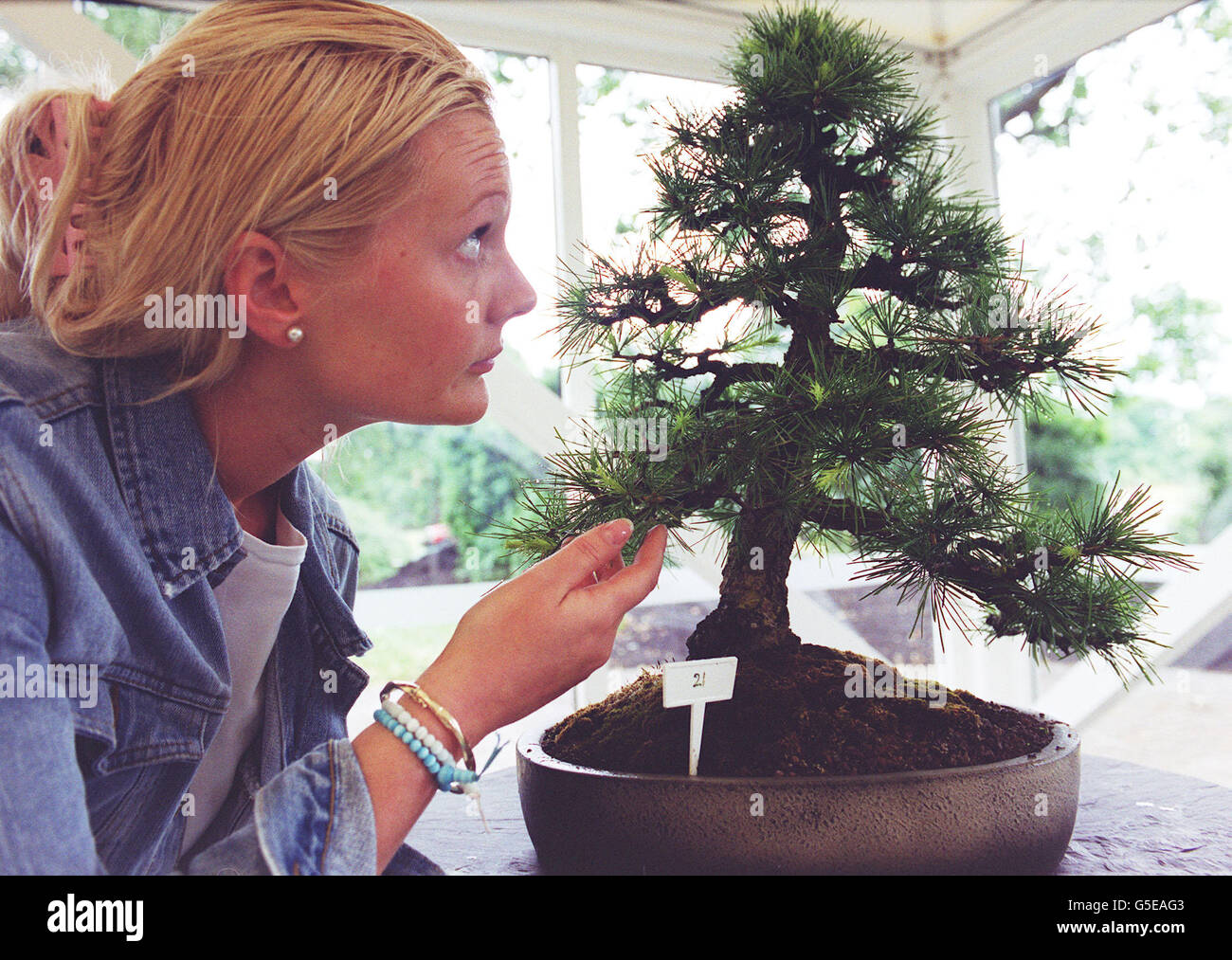 Kew Gardens bonsai Stock Photo
