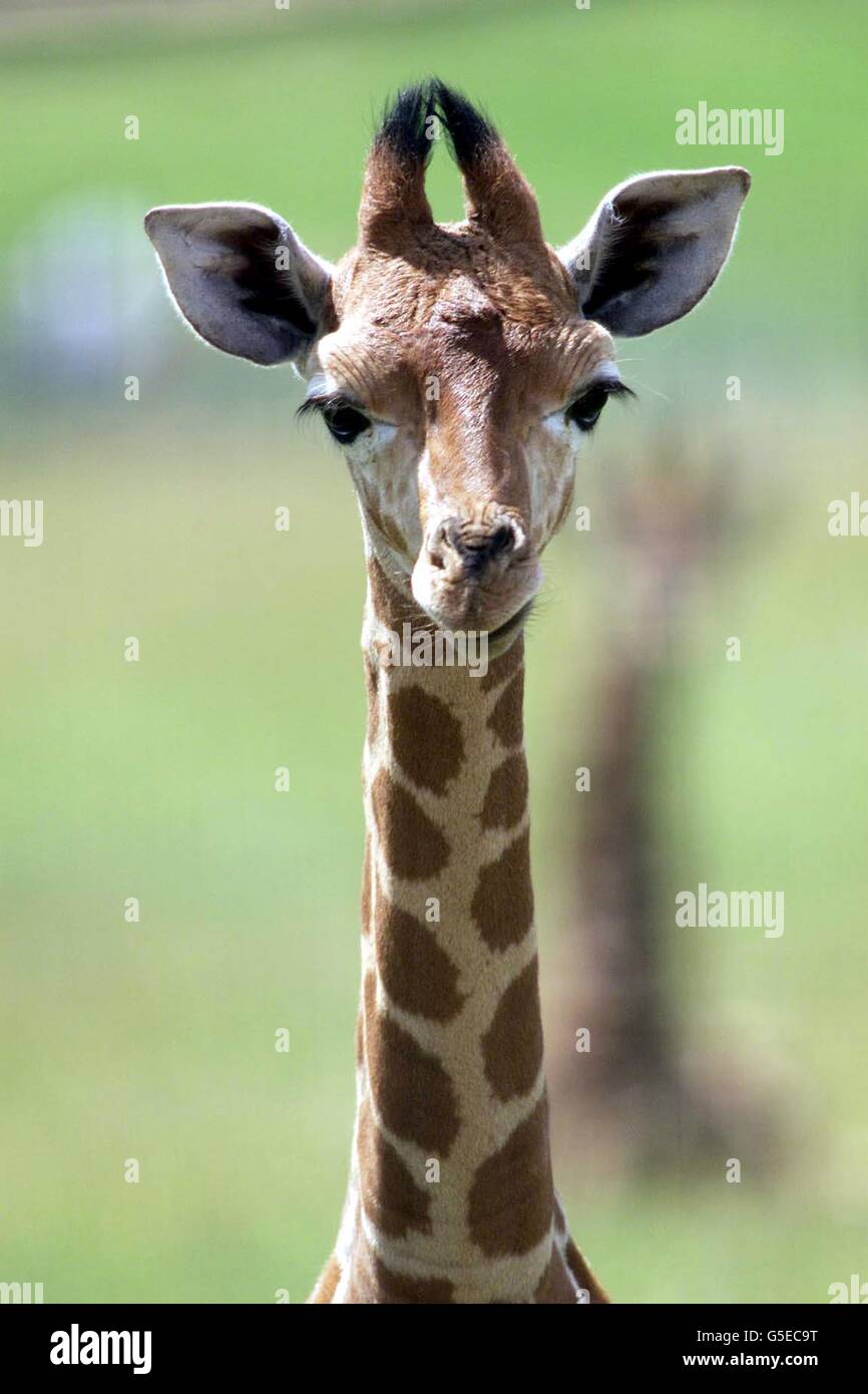 Zoo animals different together hi-res stock photography and images - Alamy