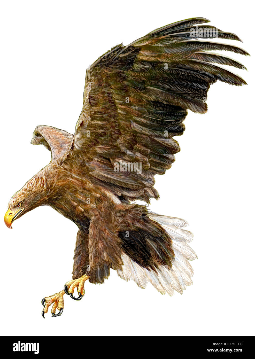 flying eagle colour drawing