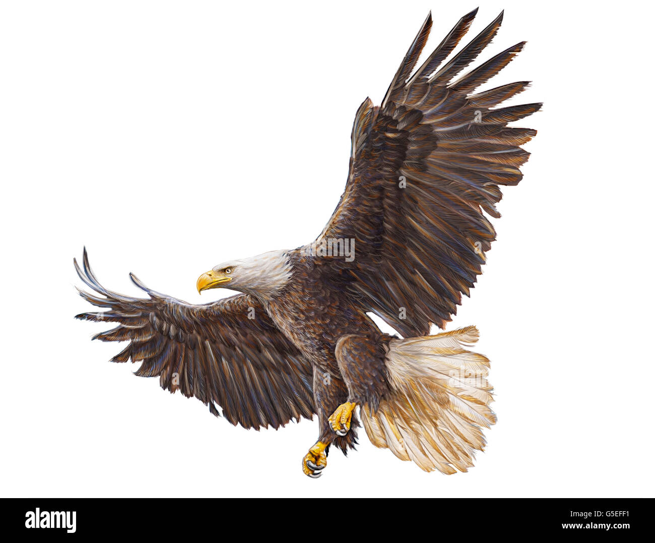 flying eagle colour drawing