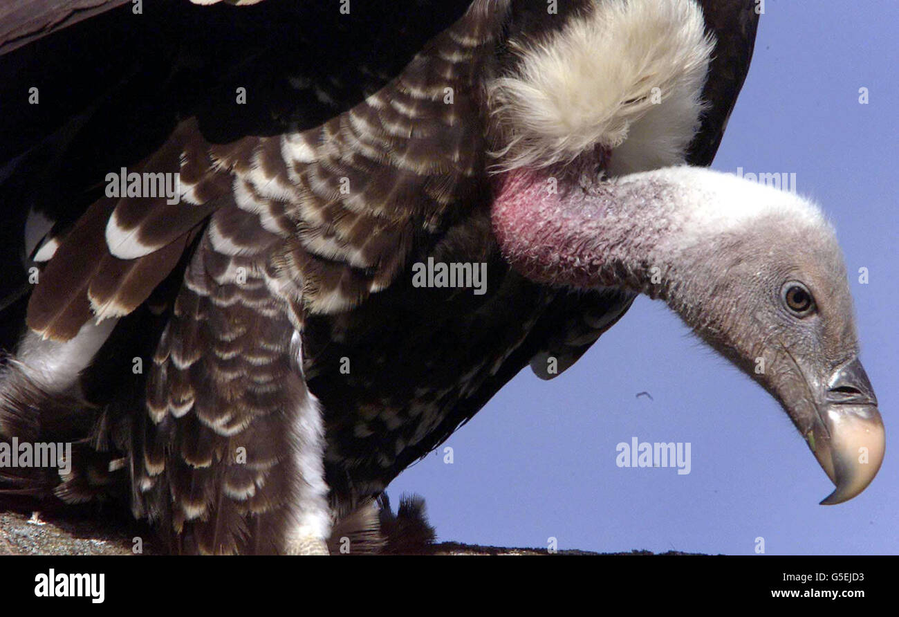 A vulture enjoys its third day of freedom after escaping from Banham