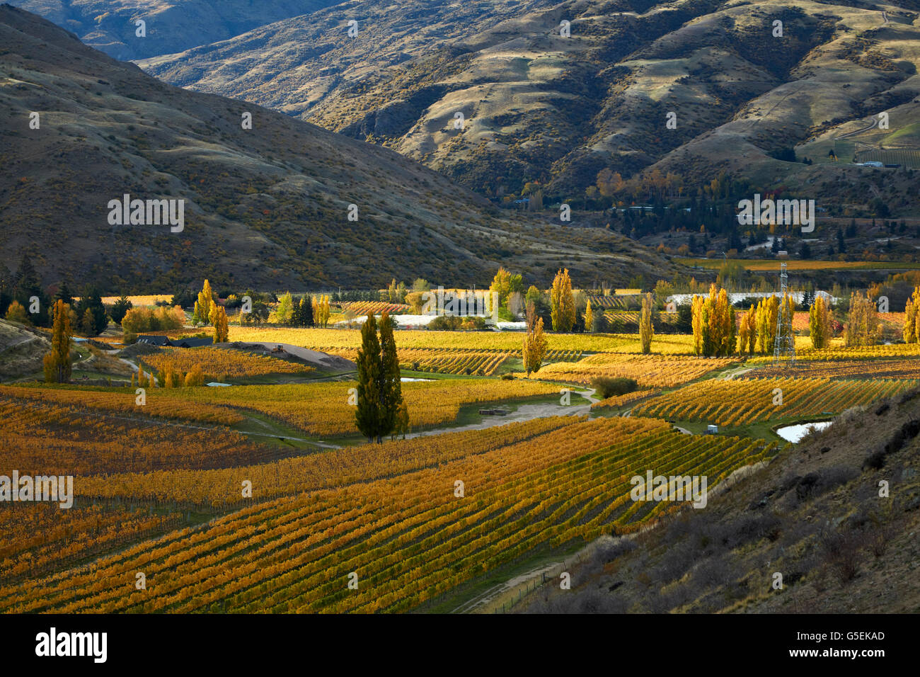 Autumn colours, Felton Road Vineyard, Bannockburn, near Cromwell, Central Otago, South Island, New Zealand Stock Photo