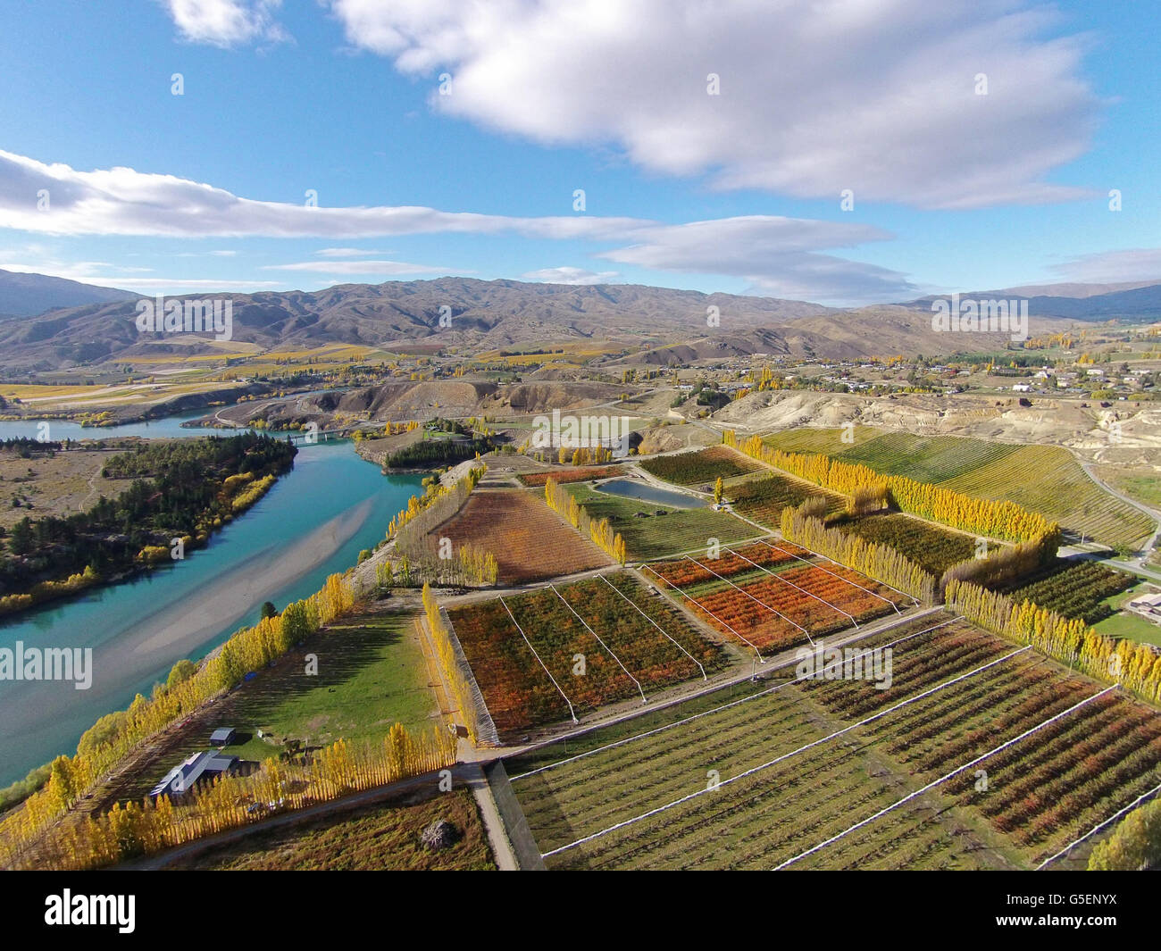 Orchards, poplar trees, and Lake Dunstan, Bannockburn, near Cromwell, Central Otago, South Island, New Zealand - drone aerial Stock Photo