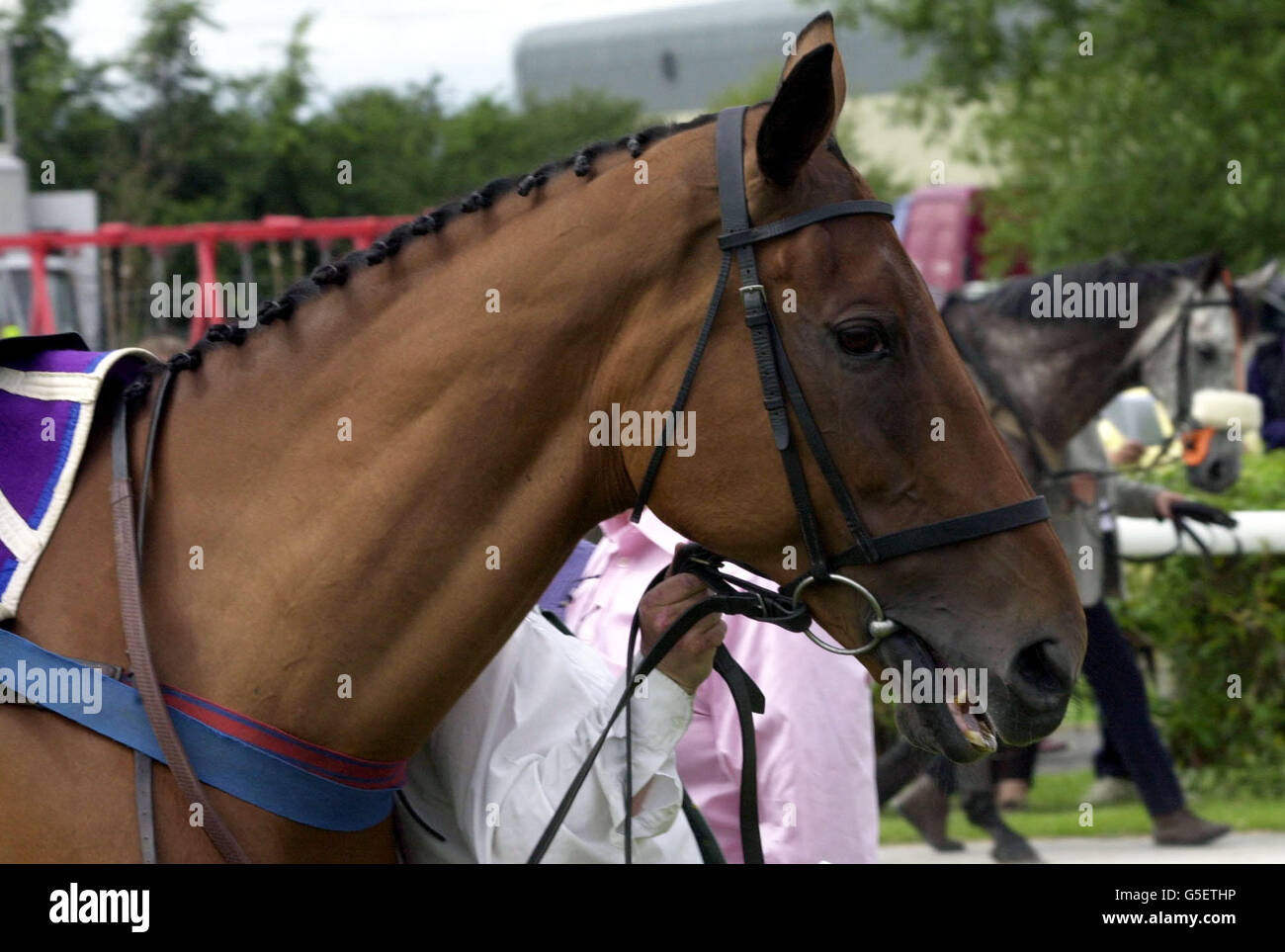 Race horse quixall crossett hires stock photography and images Alamy