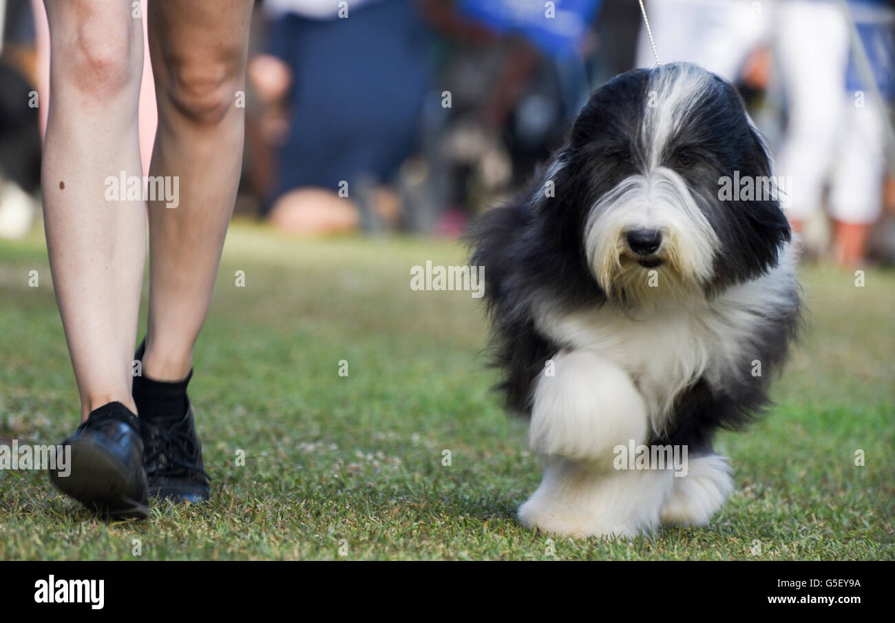 are bearded collies good family companions